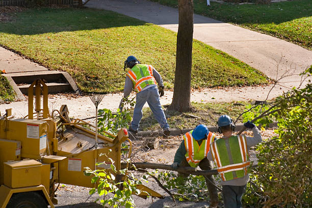 Best Leaf Removal Services  in Anthony, KS